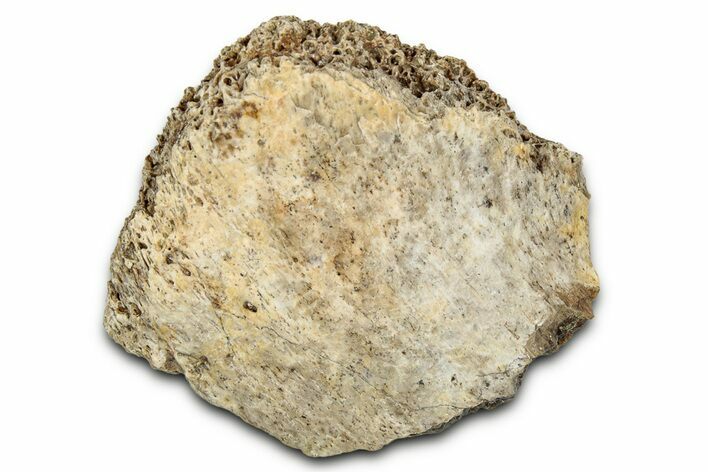 Fossil Tyrannosaur (T rex) Bone Section - Wyoming #352759